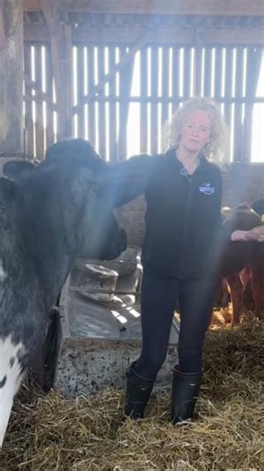 Springtime is farmer Judith’s favourite time of year, especially when the cows are turned out to grass! 🐄 She shares why cows with calves might see you and your dog as a threat, and how to stay safe if you meet them on a walk 👌 #BackBritishFarming | Back British Farming NFU