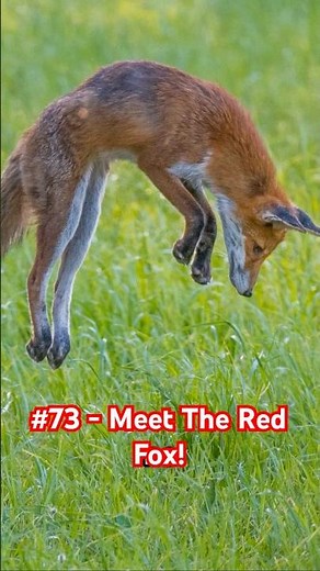 Nature's Superheroes Video No 73 - Meet The Red Fox: Nature's Silent Assassin!