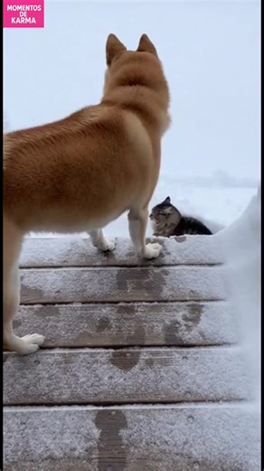 Aventura Neve de Cão e Gato Um cão empurra seu amigo gato na neve. Fofo ou travesso? #fblifestyle #AI Generated using Kling AI . . . (Apenas para fins de entretenimento. Consulte profissionais se forem apresentadas orientações sobre atividades. Nenhuma afiliação a marcas está implícita se alguma for mostrada. Se inspirado em fatos reais, podem ser incluídas adaptações criativas. O conteúdo pode incluir imagens públicas.) | Fabiosa Brasil
