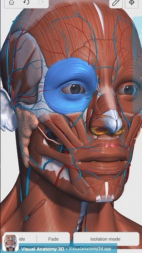 Visual Anatomy 3D - Facts about the orbicularis oculi muscle