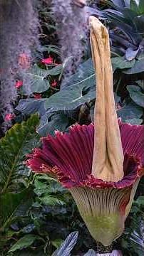 A FLOWER THAT SMELLS LIKE A DEAD BODY 😵‍💫