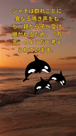 シャチの文化