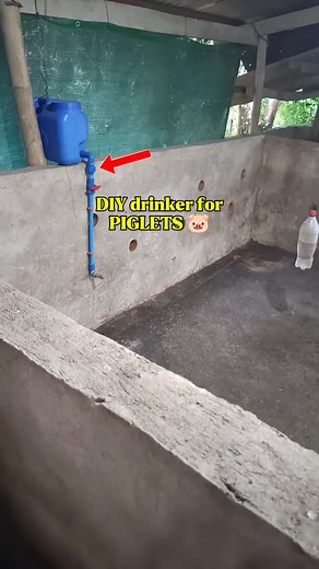 Yung gate valve nasa taas dapat ng union patente 🐷 Pero pwede nmang wag na kayo maglagay kung ano lang yung kaya ng budget, #makababoy #babuyantips #reelsvideo #baboyanbussiness #pigdrinker #drinker #babuyan #Hograiser #tips | Makababoy Farmventure Vlog