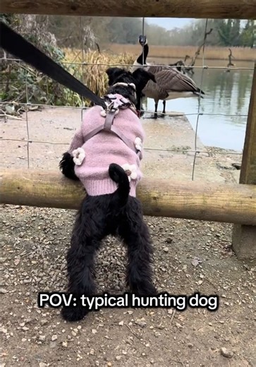 The Joy of Watching Birds as a Dog