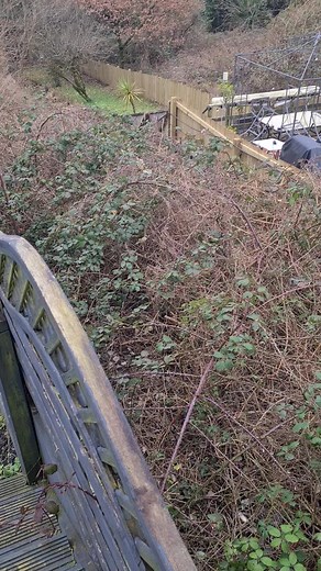 Garden Invasive Weeds Clearing: Brambles Infestation Treatment