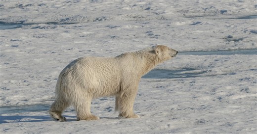 Study: Polar bears threatened by thinning ice