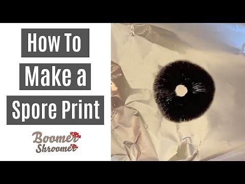 How to Make a Spore Print