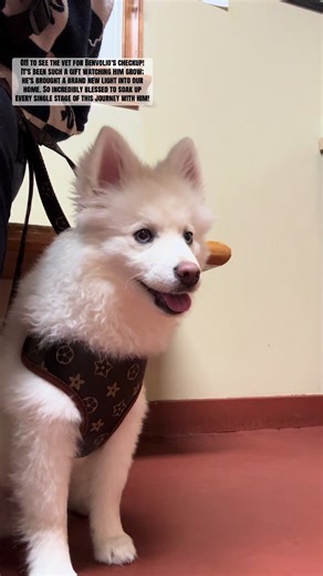 Benvolio's Vet Day Adventure
