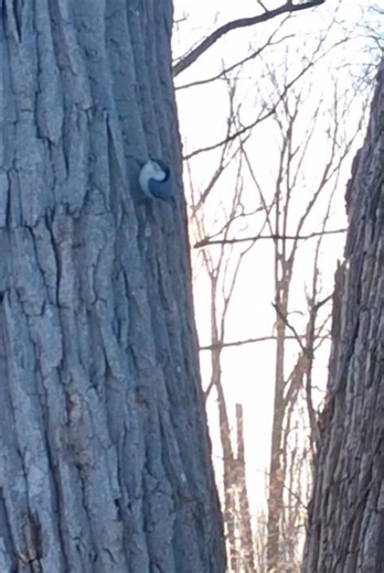 Nuthatch Music on the Nature Trail. #Birds #Nuthatch #Nature #BirdSounds #Wildlife #ytshorts #Shorts