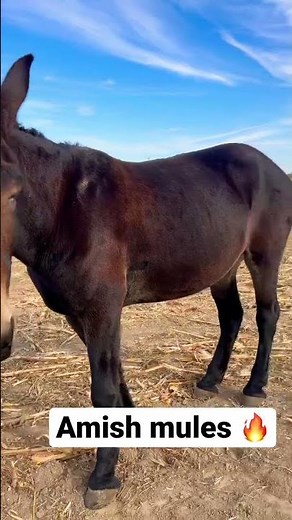Had to stop and see the AMISH MULES 🐴 #amish #mules #horses