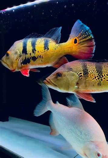 Ikan Predator: Memahami Peacock Bass dan Spesies Lain