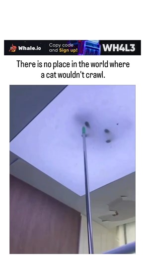 @ComicCove on Instagram: "Instagram video from shows a cat wedged inside a ceiling light fixture while the owner futilely prods it with a duster pole, embodying the caption's quip on feline curiosity invading any nook. Cats cram into tight spaces for evolutionary reasons: confined areas provide security against predators and comforting pressure, as a 2017 Applied Animal Behaviour Science study found shelter cats with boxes exhibited reduced stress hormones. Posted February 7, 2026, by a pets-and