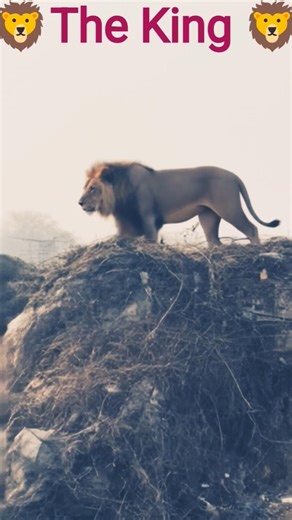 originally priced around $1.5 million. the marcedes CLR GTR is considered oneof the most exclusive a