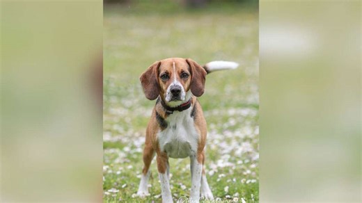 Timo „leidet hier sehr“: Beagle-Mix kam mehrfach ins Tierheim zurück