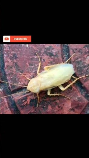 Shocking! White Cockroach Found in Nature 🪳😱 #wildlife #nature #cockroach