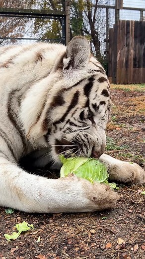 When a carnivore gets…cabbage?! Grayson eats 10.75 lbs of meat 5 days a week. Three of those days he gets whole prey and the other two days he gets a carnivore specific diet. This cabbage is just a fun bonus snack. Big thanks to Keeper Phoebe for the fun video and for sharing Grayson’s meaty facts with us. #tiger #funfact #cats #kansas #vacation | Tanganyika Wildlife Park
