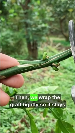 Lemon Tree Plant Grafting at Home Easy Citrus Grafting Method for Beginners