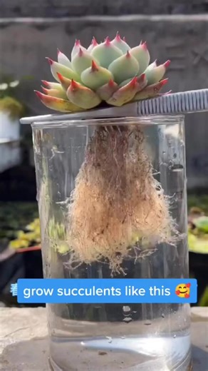 1.4M views · 4.5K reactions | #gardening #gardeninglovers #gardenideas | Indoor Garden Web | Facebook