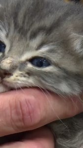557K views · 21K reactions | Devastating little stray kittens have been found close to death 梁 | Bondi Vet | Facebook