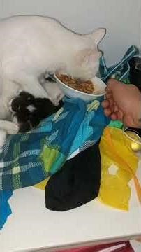 Thế thôi... | "Hữu Duyên Sẽ Hiểu" 😊 #shorts #tuans94 #viral