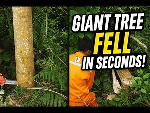 Cutting Down a Giant Acacia Tree as Tall as a 3-Story Building – So Fast!" ⚡🌳