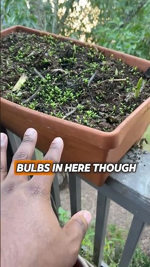 🧄 Growing Garlic Bulbs for a Thriving Fall Garden!