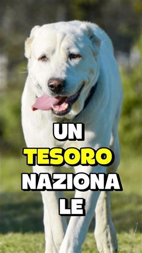 Alabai, the dog you absolutely must discover...