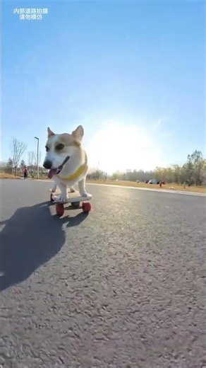 To be honest I really envy it cute corgi playing skateboard assistant#The daily life of
