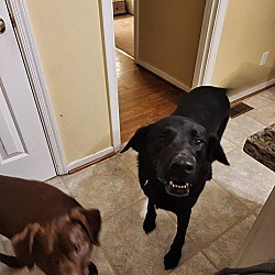 Glen Allen, VA - Labrador Retriever. Meet Titan a Pet for Adoption - AdoptaPet.com