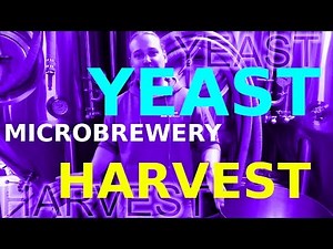YEAST HARVEST!! How To: Microbrewery!