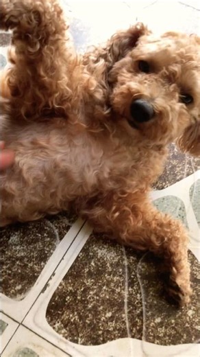 🥹🥹😭❤️❤️❤️The dog's abdomen was abnormally swollen, with a mass protruding from its abdomen.