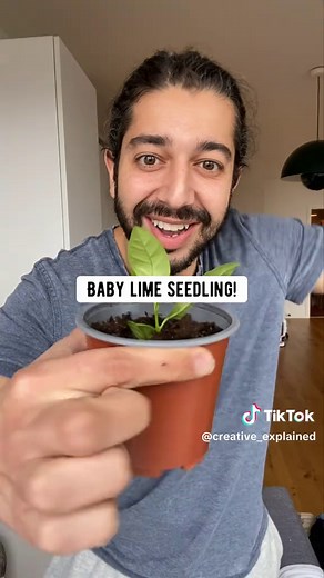 Grow Your Own Limes: A Quick Guide