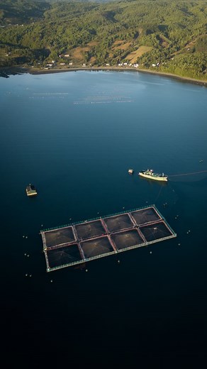Fundación Rewilding Chile | Salmon farms are harming our protected areas 🌎 (español ↓) As conservationists and world leaders gather for the 2025 UN Oceans Conference,... | Instagram