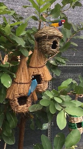 Beautiful Gouldian Finches flying to the nest❤️ #gouldianfinch #AmaZing #birdworld #beautiful #bird #fyp #birdlife #birdsounds #birdsinging #cutebird #birdsong #songwriter #streetfashion #foryou #nature #natural #birdphotography #birdsofinstagram #birdlovers | Paulla