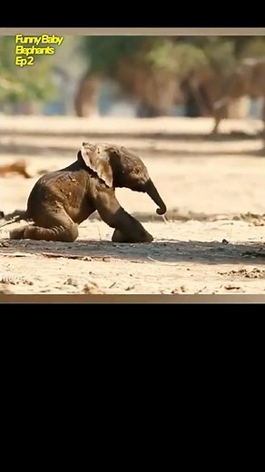 Funny Baby Elephant’s Cutest Falls on His Birthday😂 #funnyanimals #babyelephants #funnyanimals