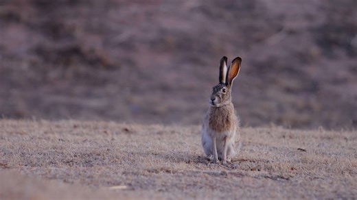 La liebre salvaje: espectaculares imágenes en primer plano de su hábitat natural