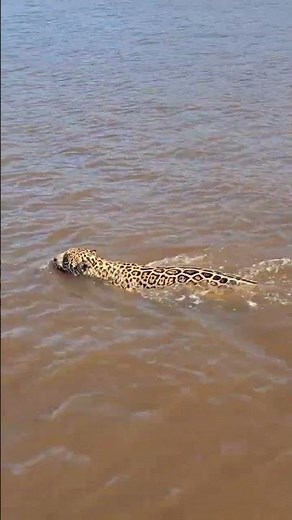PANTANAL ENCHANTS WITH BREATHTAKING LANDSCAPES AND MOVES VISITORS