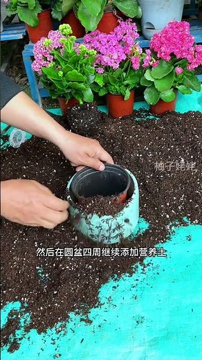 Master Kalanchoe Care in Spring: A Simple Guide