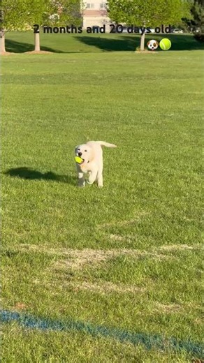 2 months 20 days old and already obsessed with fetch 🎾🐶