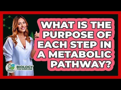 What Is The Purpose Of Each Step In A Metabolic Pathway? - Biology For Everyone