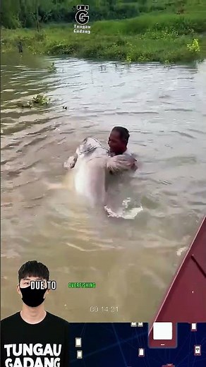 Giant Mekong Catfish Caught! One of the World's Largest Freshwater Fish #giantcatfish