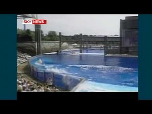 !!HORRIFIED AUDIENCE WITNESSED KILLER WHALE ATTACK!!