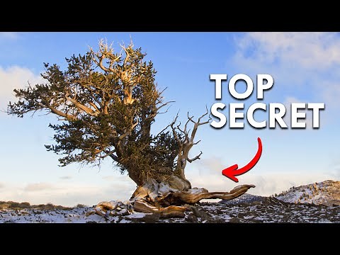 The Location Of This 5000 Year-Old Tree Is Top Secret
