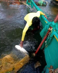 22M views · 86K reactions | People Crowd! Catching Many Big Catla Fish, Rohu Fish & Snakehead Fish in Small Cannal | Best Fishing Never Seen #fishing #fishingvideos #thoondilulagam #fishingtime | Thoondil Ulagam - Fishing | Facebook