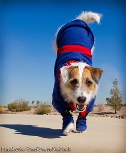 Amazing Dog Tricks by Jesse the Jack Russell Terrier