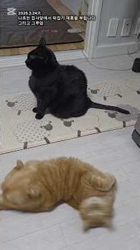 Nacho performs a flip-over trick in front of the butler / and #grooming