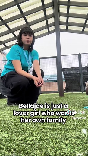Adopt Bellajae: Sweetheart Dog Waiting at Queens ACC