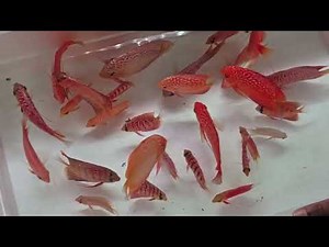 🔥 NEW DISCUS FISH STOCK JUST ARRIVED! Don't Miss These RARE Strains! (Limited Quantity)