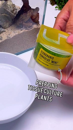 155K views · 545 reactions | Do you prefer tissue cultures over their...