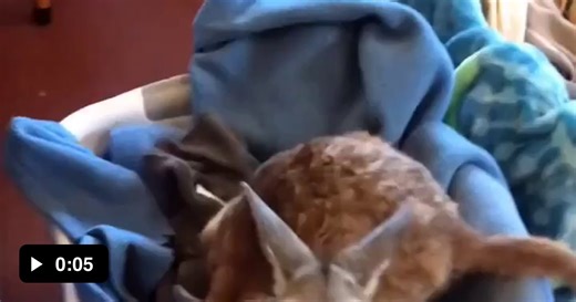 Baby kangaroo wants to be picked up! - Video